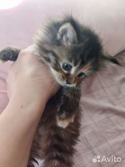 Отдам котят в добрые руки