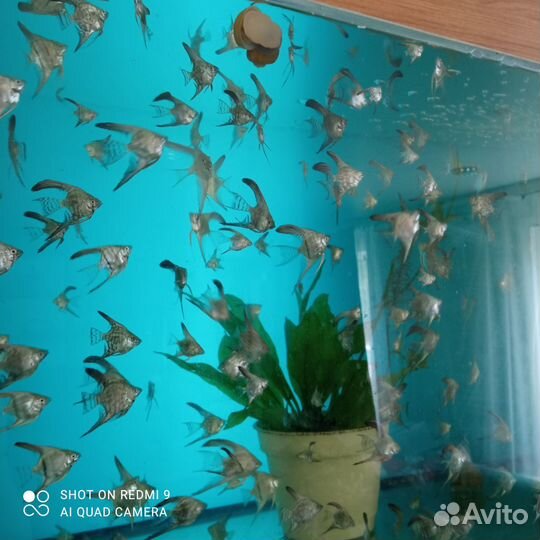 Аквариумные рыбки