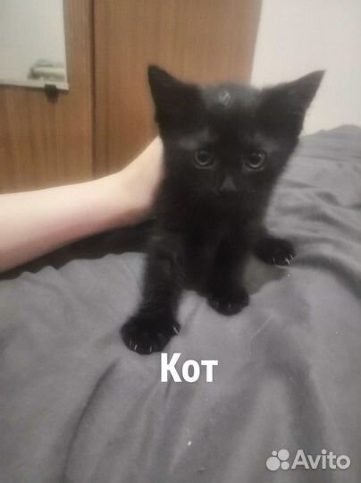 Кошки в добрые руки