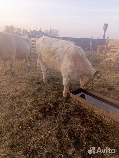 Телка 1.5 года