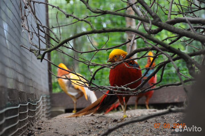 Продажа Фазанов