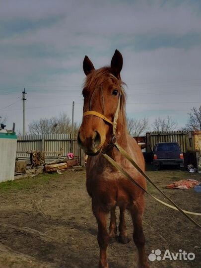 Продам лошадей