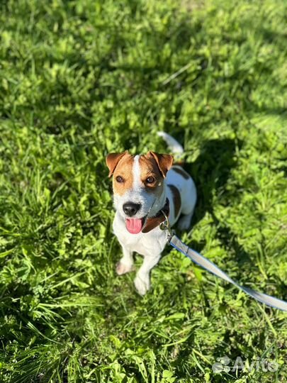 Джек рассел терьер вязка кобель