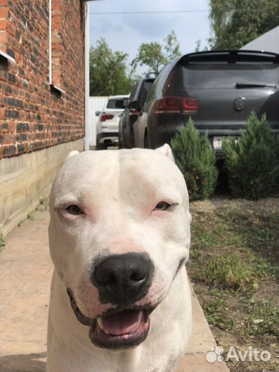 Вязка питбуль