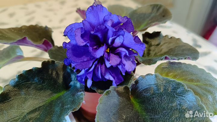 Фиалка Тёмная ночь (Дадоян)