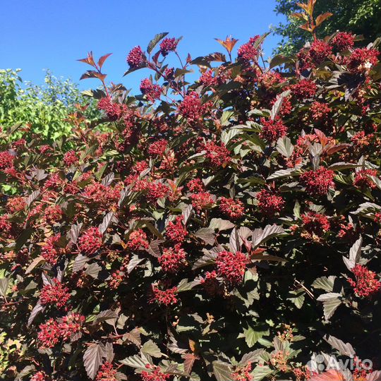 Кустарники для сада