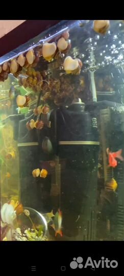 Улитки ампулярии