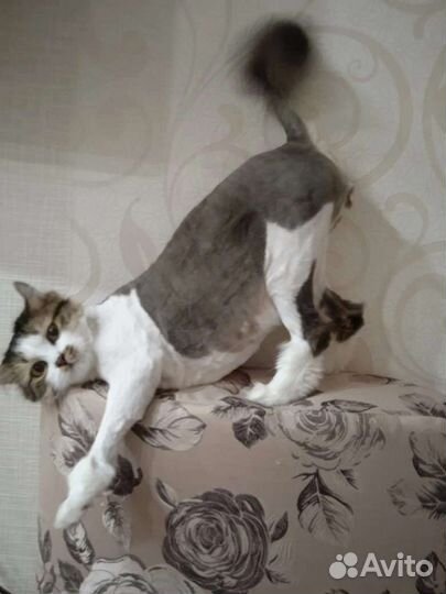 Стрижка кошек выезд на дом