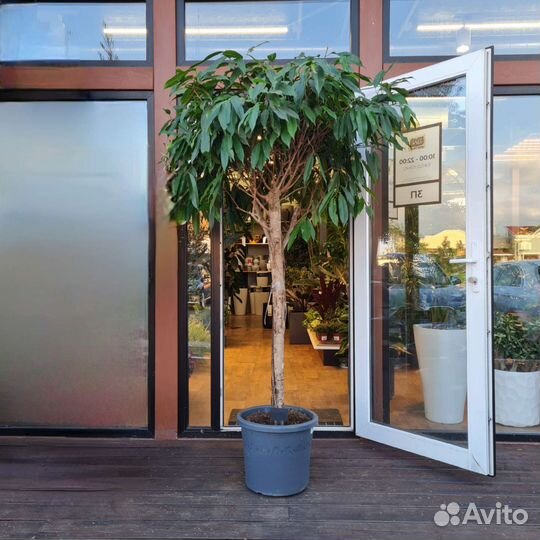 Фикус Амстел Кинг дерево