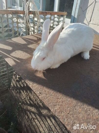 Кролик белый панон