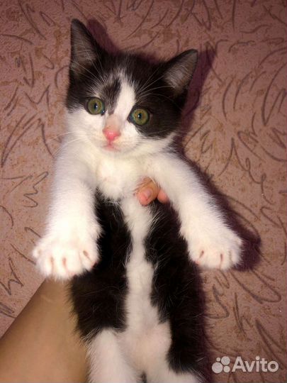 Котенок в добрые руки