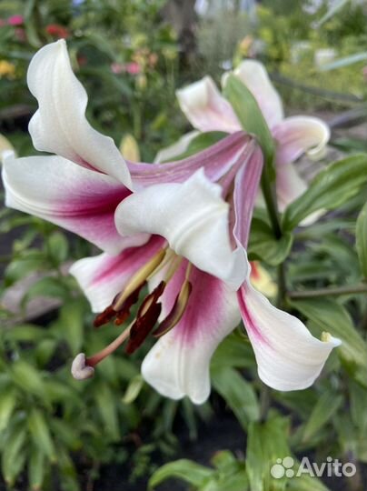 Лилии от-гибриды. Голландия
