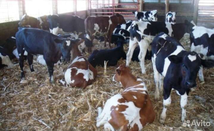 Телята бычки