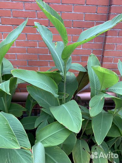 Цветы канны красные (клубни)