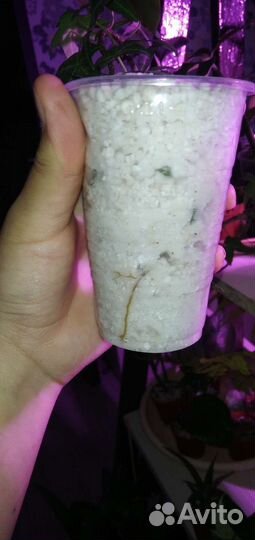 Плющ хедера