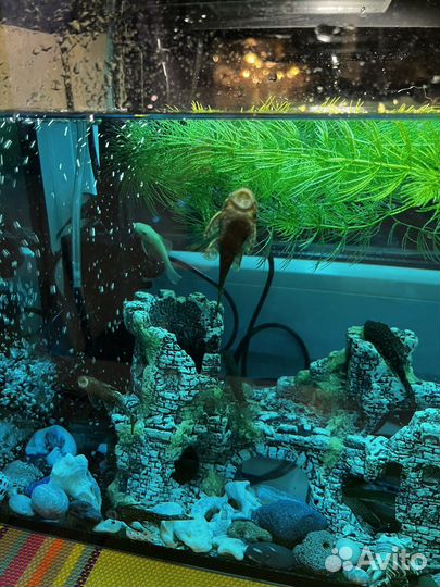 Сомики анциструсы, сом