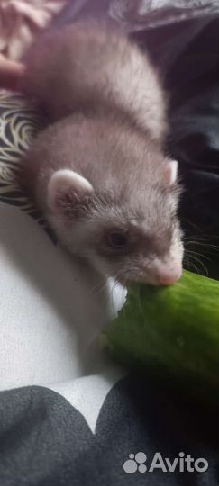 Домашний хорек