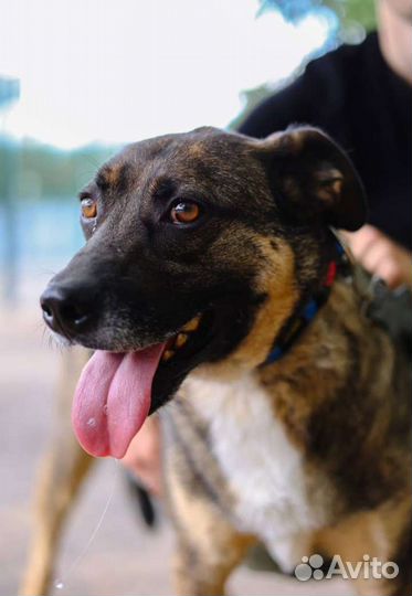 Добби грустит в клетке