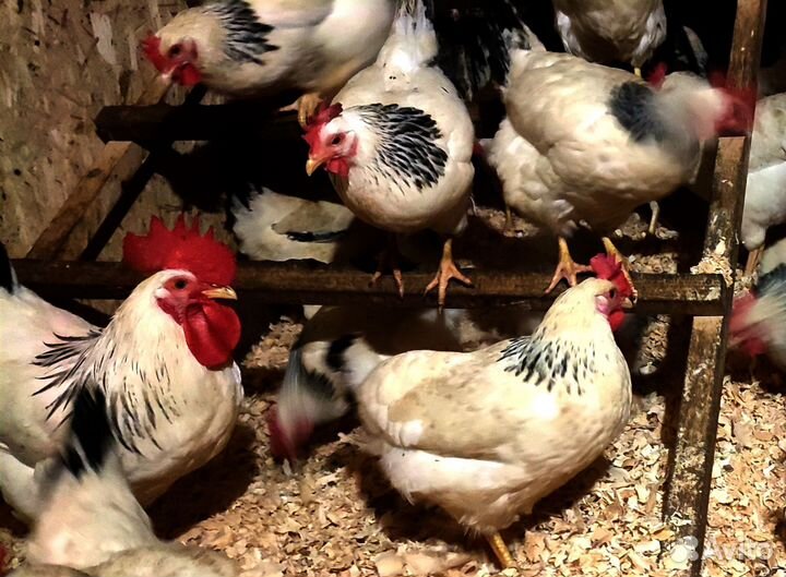 Инкубационное яйцо кур