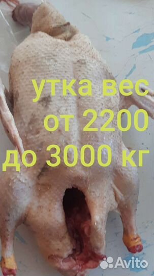Утки мясо