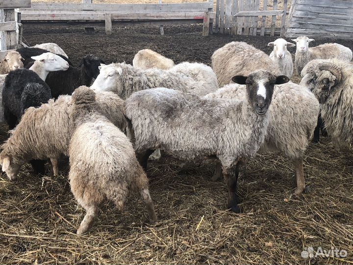 Продам Баранов