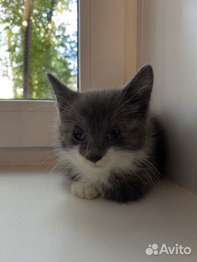 Котенок в добрые руки