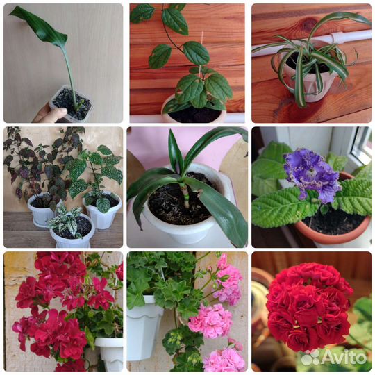 Комнатные растения