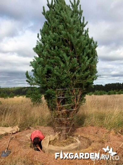 Сосна обыкновенная Высота от 100см