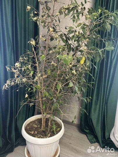 Бенджамина