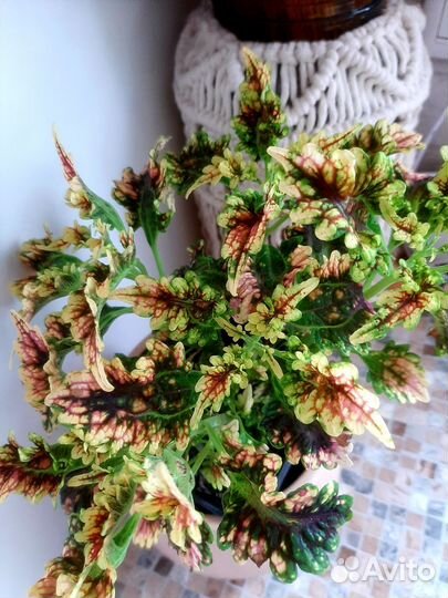 Колеус 10 сортов