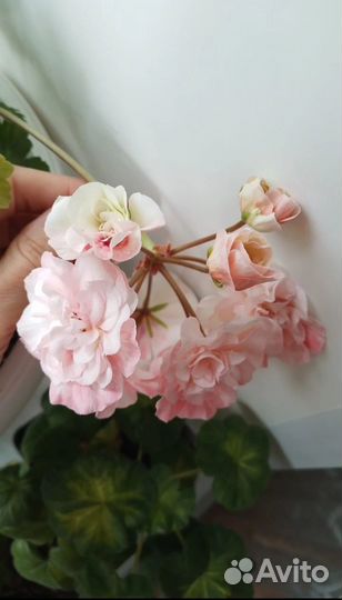 Пеларгонии сортовые