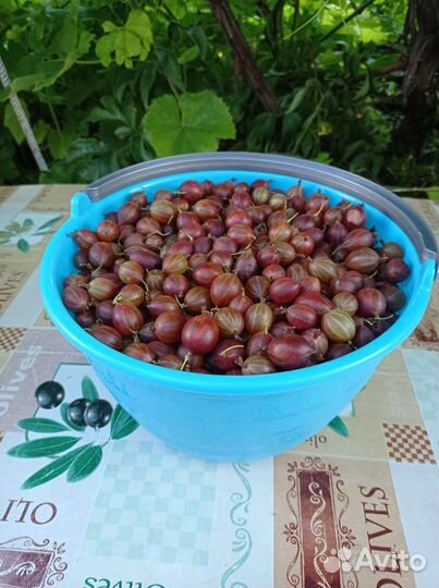 Крыжовник, йошта, красная смородина