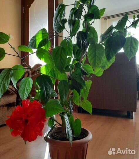 Гибискус Роза