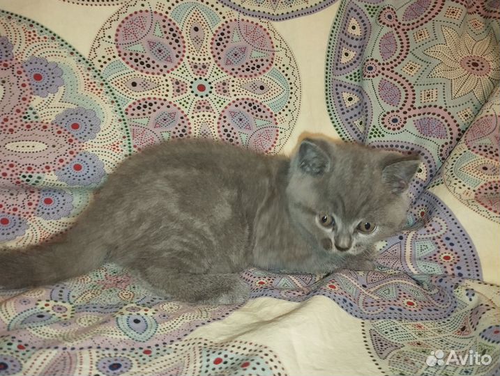 Шотландский котёнок