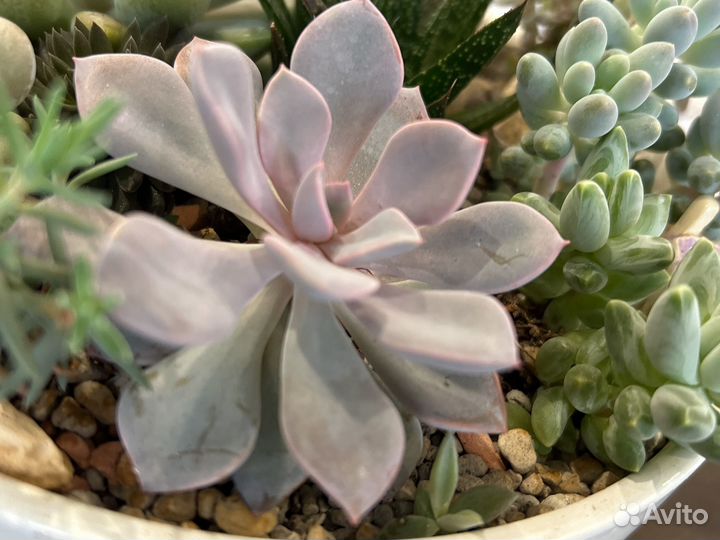 Граптоверия дебби