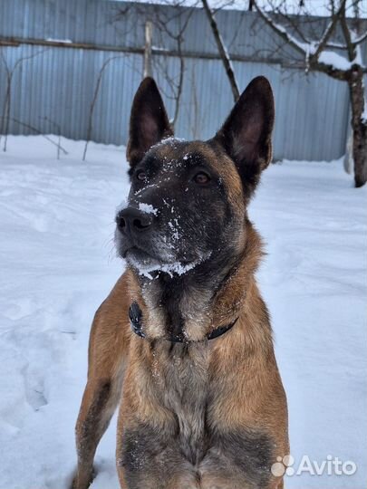 Щенки бельгийской овчарки малинуа