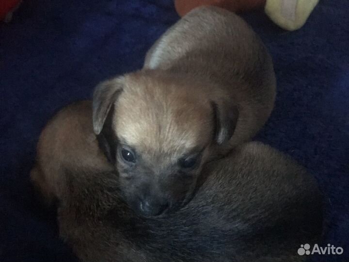 Той-терьер щенки