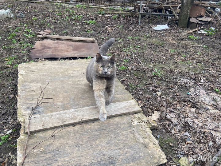 Серая и трёхцветная кошечки в добрые руки