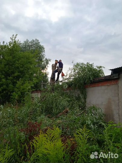 Спил деревьев