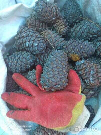 Кедровый орех продам