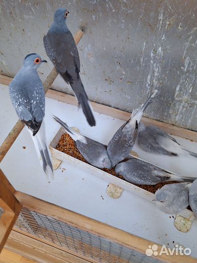 Бриллиантовые горлицы