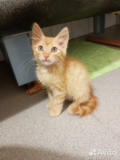 Рыжий котенок в добрые руки