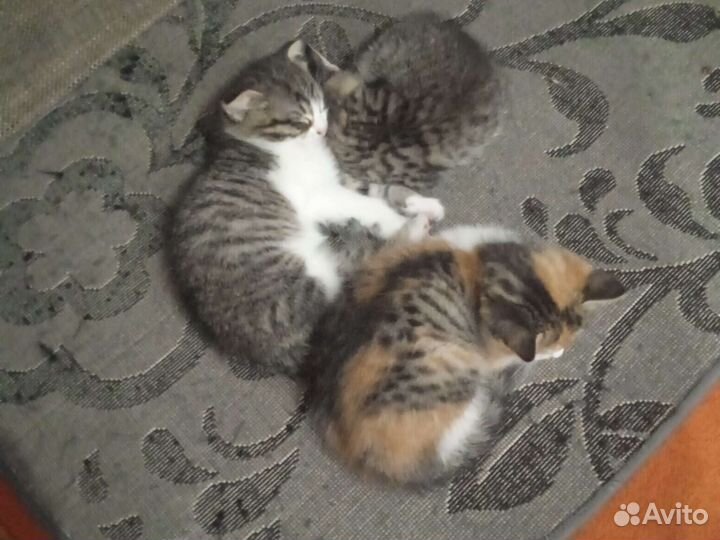 Кошка в дар бесплатно