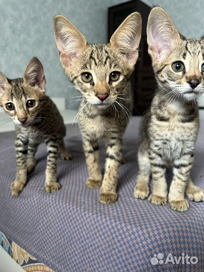 Котята саванна