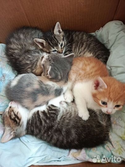 Котята в добрые руки