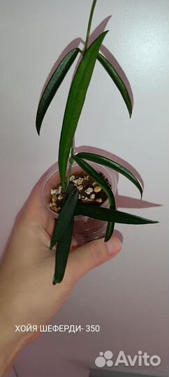 Хойи сортовые 2 Отреагировано 5.06