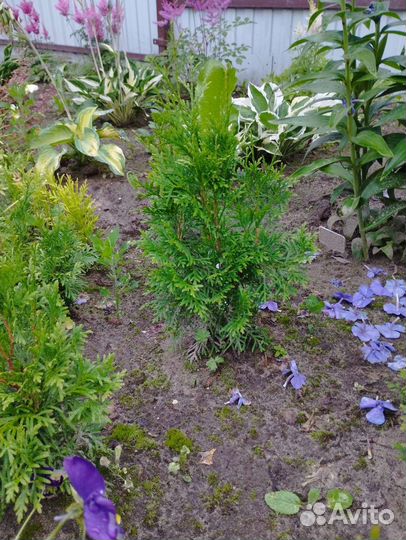 Туя смарагд