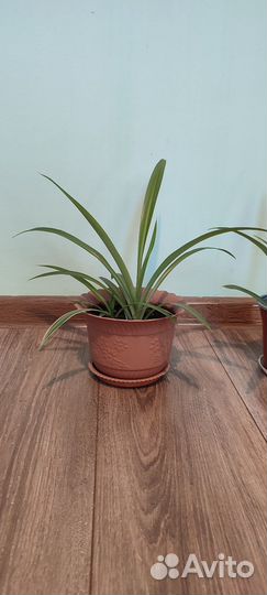 Хлорофитум