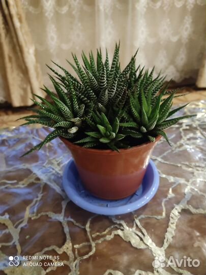 Хавортия полосатая