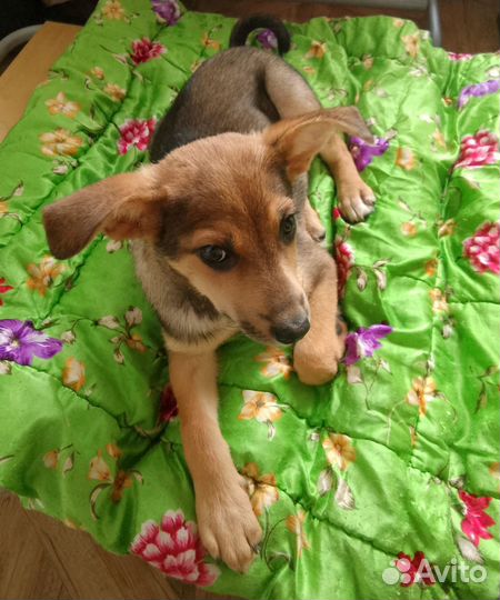 Щенок в добрые руки бесплатно